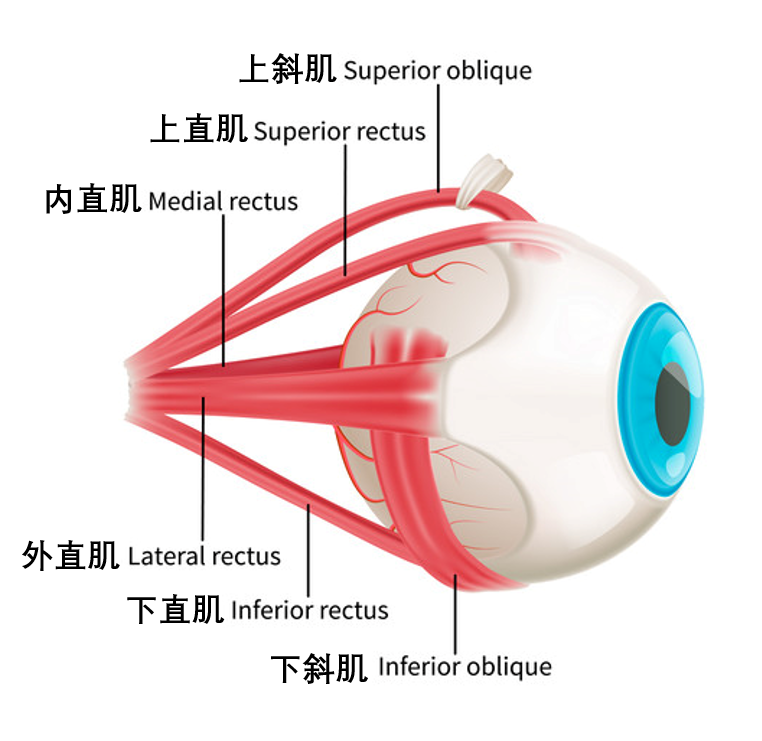 眼睛4.png